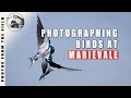 BIRD PHOTOGRAPHY VLOG - MARIEVALE MARSHES SOUTH AFRICA