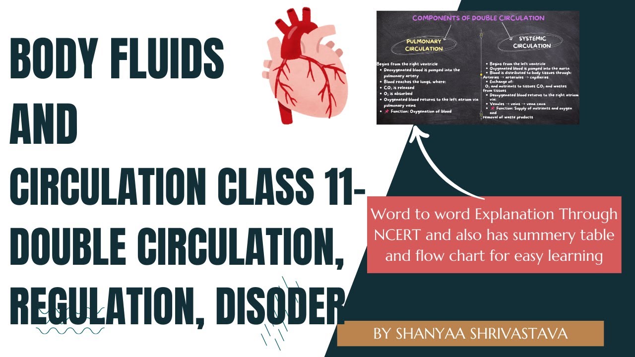 BODY FLUIDS & CIRCULATION CLASS 11-regulation and disorder |NCERT BASED EXPLANATION| RAPID REVESION