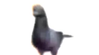 pigeon