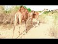 Two camels meeting in village open ground in desert thar  camel of thar official