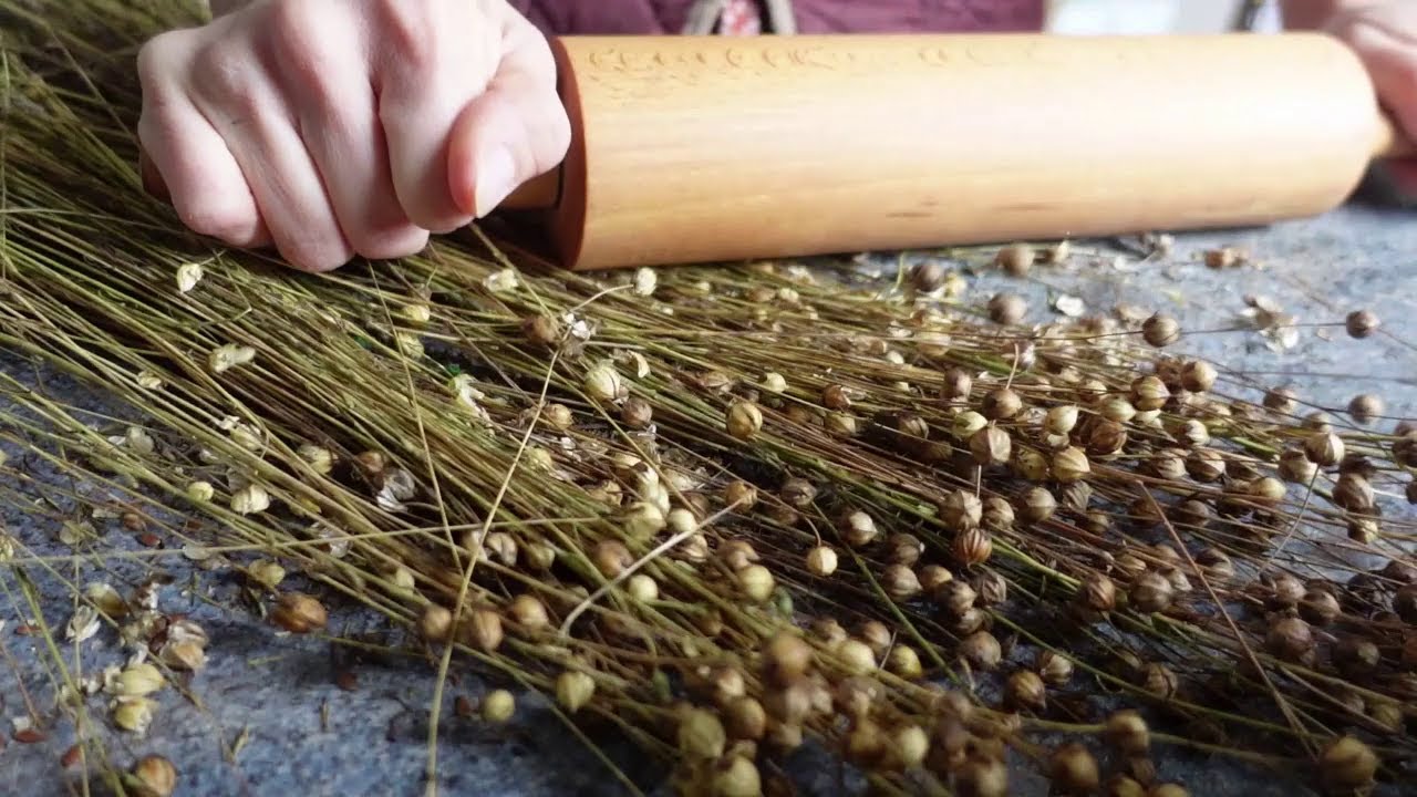 Flax seeds harvest demonstration YouTube