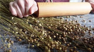 Flax seeds harvest demonstration