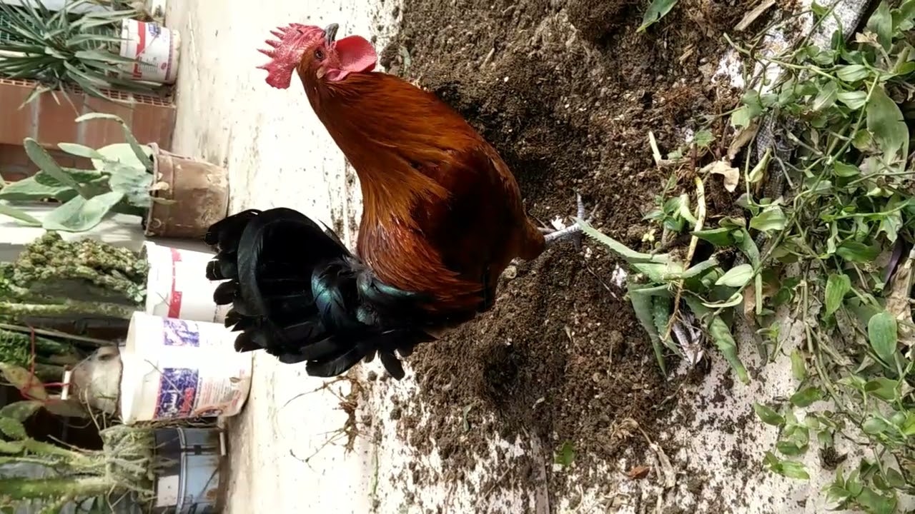 تقليم نبتة الدراديسكانديا وتجذيرها رفقة دجاجاتي من سطح بيتي#