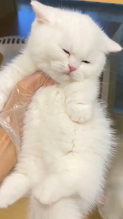 This kitten just stole my heart😻💕#cute #kitten #cat #meow