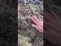 #мох #тундра #мурманскаяобласть #путешествия #shotrs #travel #shortvideo #природа #городароссии