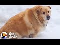 173-Pound Golden Retriever Loses Over 100 Pounds | The Dodo