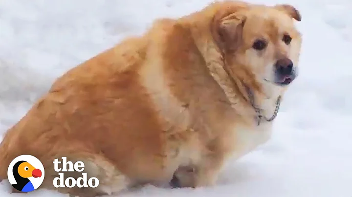 173-Pound Golden Retriever Loses Over 100 Pounds | The Dodo - DayDayNews