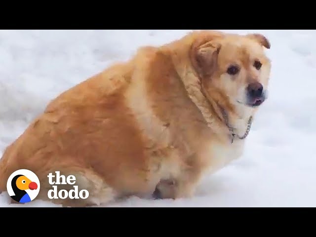 173-Pound Golden Retriever Loses Over 100 Pounds | The Dodo