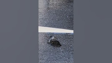 Cá Rô Cũng Đi Theo Cặp #fish #fishing #shorts