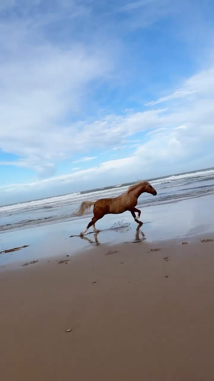 #JasonDeruloTV // Horse ? #GotPermissionToPost From IG @cheval__essaouira #FromTheIslands
