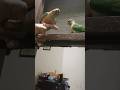 mighty Rocks #birds #shortsfeed #viral #trending