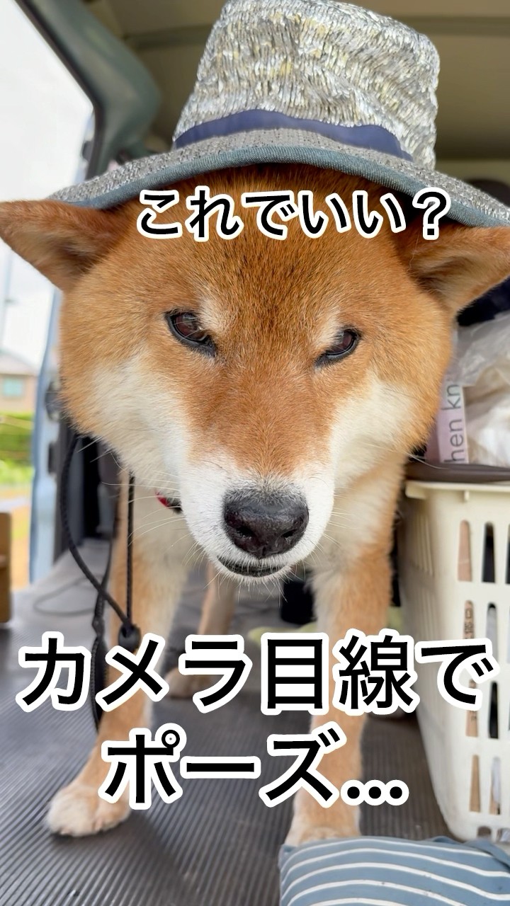 25.6.7 話の分かる男…力丸！ #柴犬 #shibainu #柴犬の日常 #柴犬