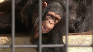 笑顔のげんき 日本平動物園 チンパンジー Youtube 笑顔のげんき 日本平動物園 チンパンジー Youtube
