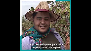 В Турции начали сбор фисташек