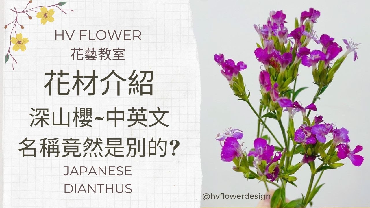 花材介紹│如何正確分辨深山櫻│HV FLOWER花藝教室ep32