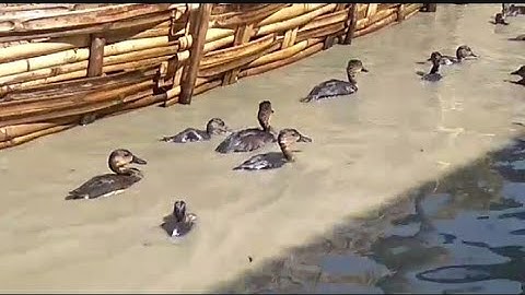 Tempat yang cocok memelihara burung rawa. ternak burung belibis. wistling duck