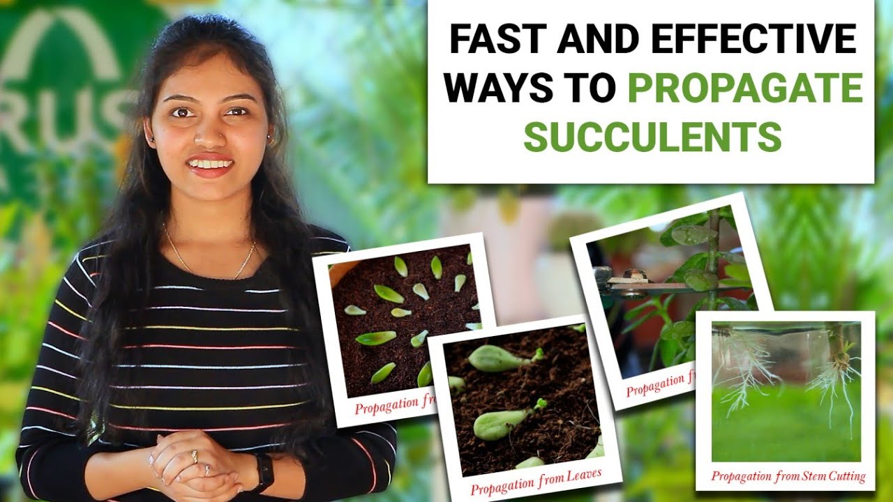How to Propagate Succulents from their Leaves and Stem Cuttings - Fast ...