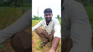 Kheti bale vlog me apka swagat hai 🥰🥲 #shorts #minivlog #lifestyle #cooking#trending#viral#ytshorts