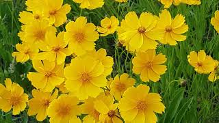 Download Lagu Ikson - Windy MP3