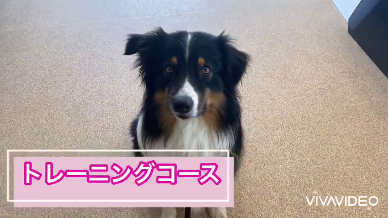 犬の幼稚園 マックくん基本行動 Youtube
