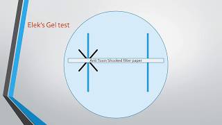 Diphtheria and Elek’s Gel Precipitation test