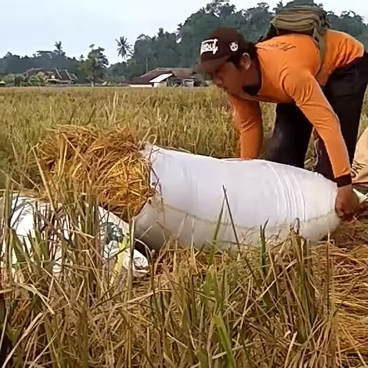 Kuli panggul