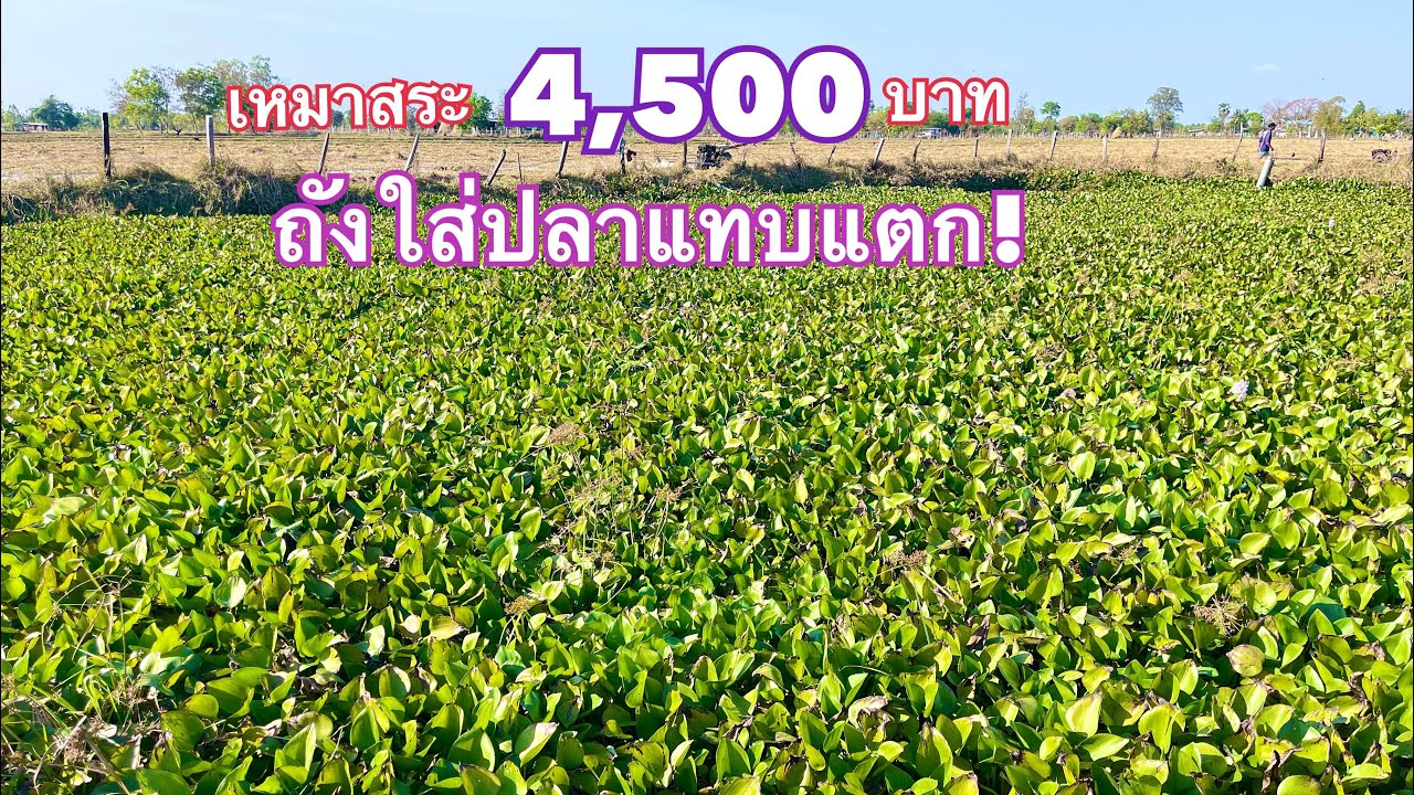 เหมาสระ 4,500 บาท  ผักตบชวาเต็มสระแต่ปลาช่อนใหญ่เยอะ  ถังใส่ปลาแทบแตก!