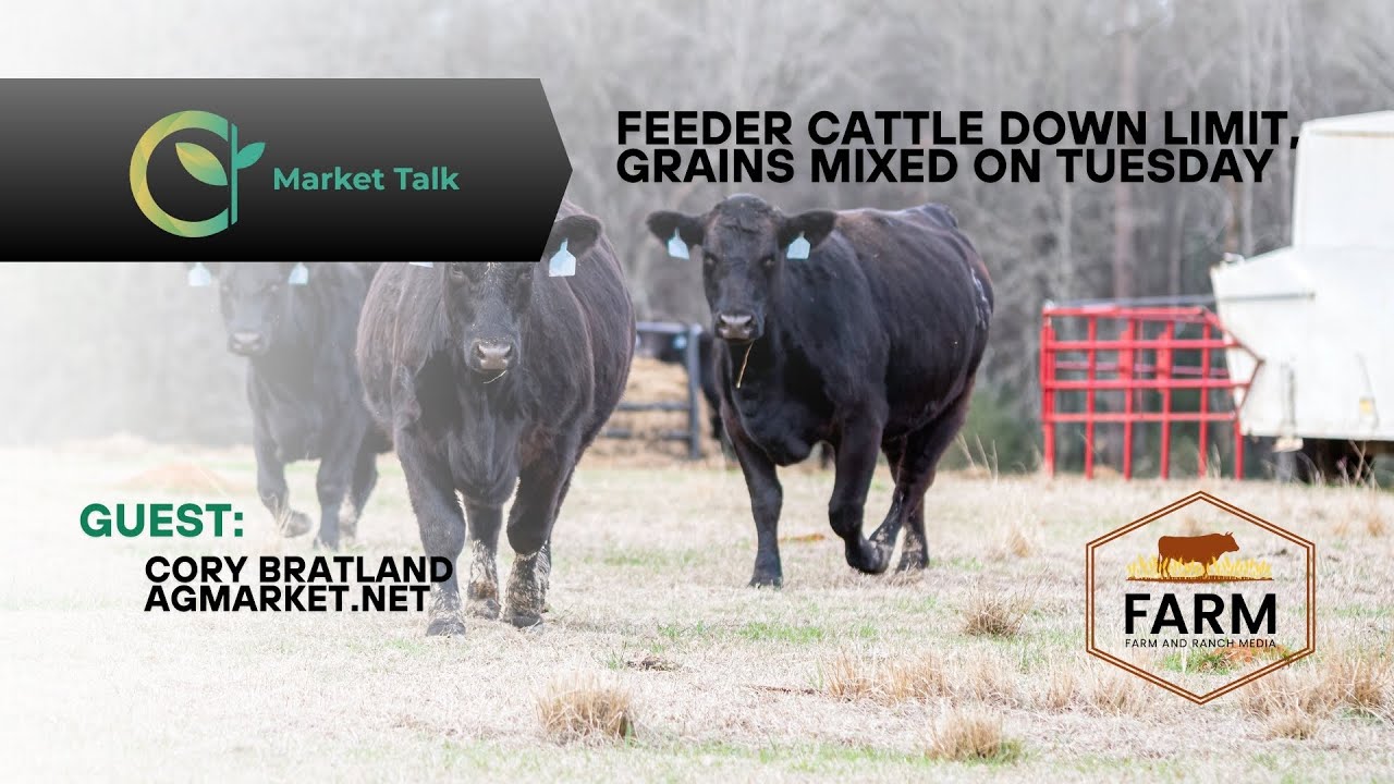 Feeder Cattle Down Limit, Grains Mixed on Tuesday Feeder Cattle Down Limit, Grains Mixed on Tuesday