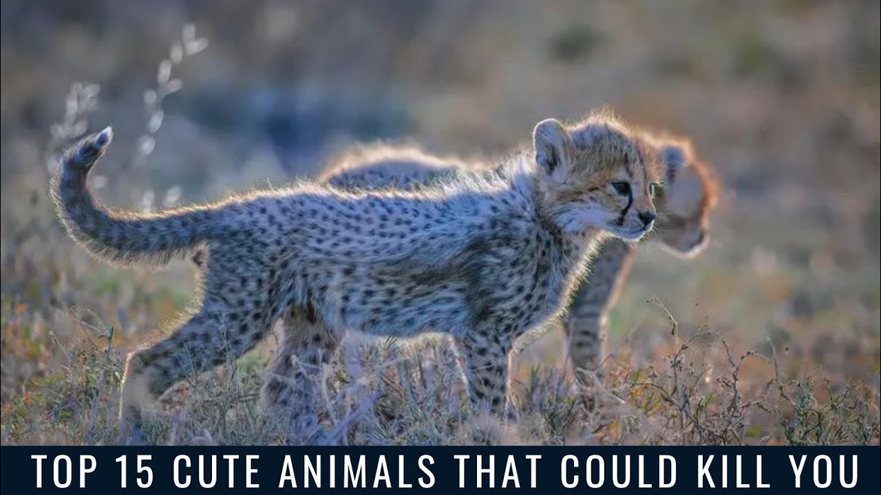Top 15 Cute Animals That Could Kill You YouTube
