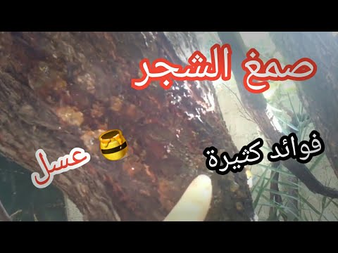 صمغ الشجر