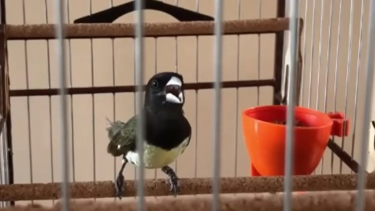 ESQUENTE SEU PAPA CAPIM EM 15 MINUTOS - Cantando Muito !!!