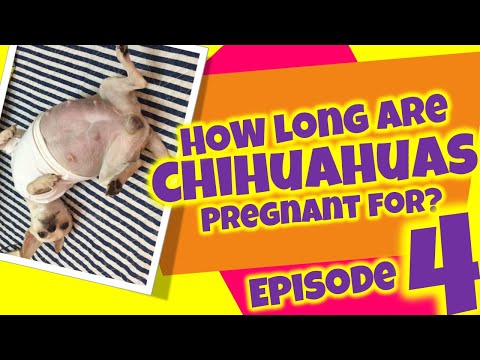 how-long-are-chihuahuas-pregnant-for,-8-hour-countdown-to-give-birth-to-4-baby-chihuahuas