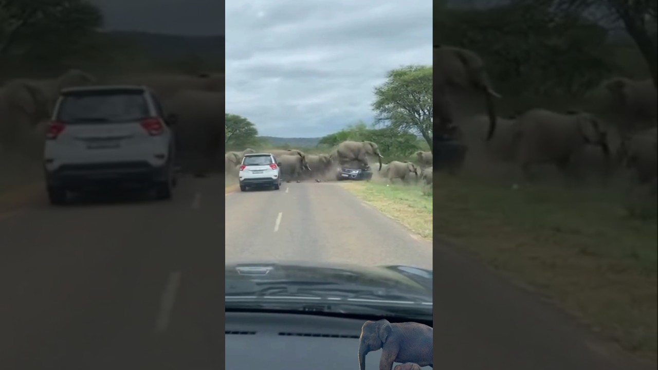 a group of elephants🐘