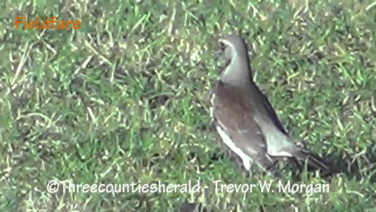 Visit to Wilstone Reservoir January 2012