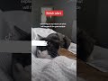 This Is Not The Reality Cat Tiktok Trending Viral Youtubeshorts Tiktoke Catlover This Is Not The Reality Cat Tiktok Trending Viral Youtubeshorts Tiktoke Catlover