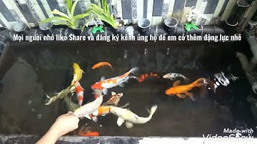 Khắc phục nước hồ cá koi bị vàng _ 3 nguyên nhân và cách xử lý nước trong.