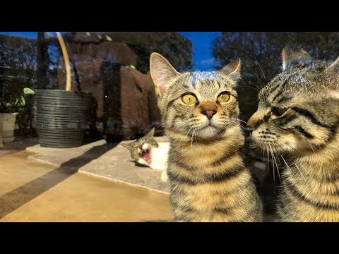 晴れ時々突風。堪え切れない眠気ににゃんにゃんゴロゴロ