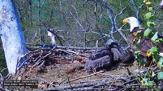 Little Miami Conservancy Bald Eagle 29.04.2024 11:00