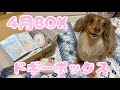 【ドギーボックス4月BOX】可愛いフルーツサンド! チワックスれあ