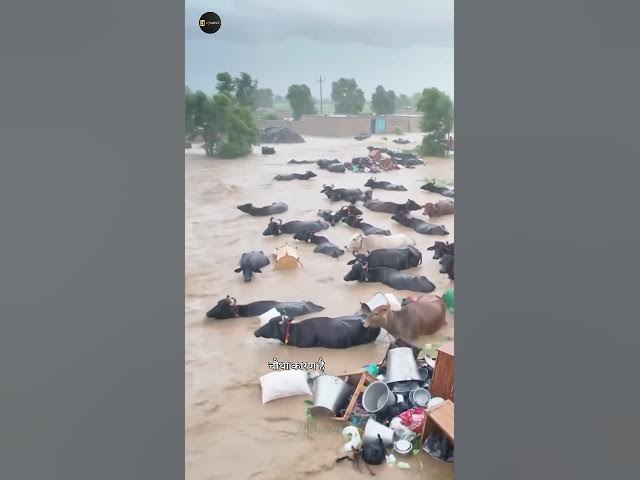 The Truth Behind Punjab’s Floods | Explained in Hindi | #shorts #punjab #flood