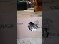 Kitten Sculpting Cardboard Box
