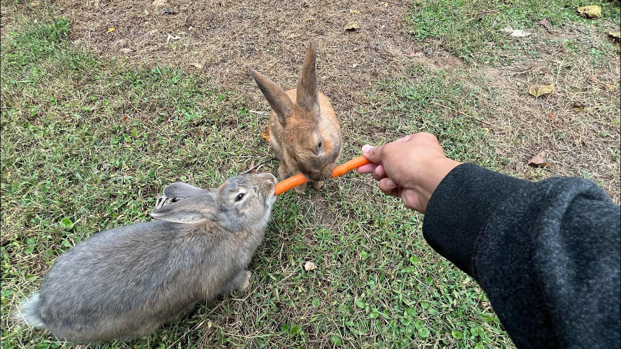 ASMR | bunny’s a eating a carrot - YouTube