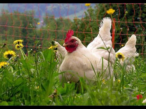 TV For Chickens