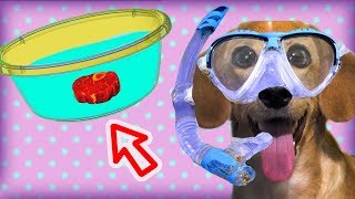Достань Мясо из Воды Смешной Пранк над Собакой Лиза и Смешная собака Тафи Достань Мясо из Воды Смешной Пранк над Собакой Лиза и Смешная собака Тафи