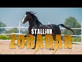 Marwari horse i stallion zoradar i mann horse photography