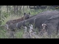 Safari Live  : Brent with the Elephant Carcass this morning March 27, 2018