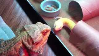 bearded dragon and leopard gecko