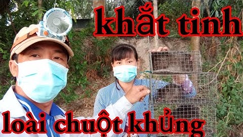 tìm và săn lùng loài chuột khủng.cống nhum