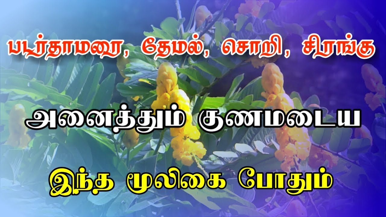 tamil bigg boss 3 படர்தாமரையை குணப்படுத்தும் வண்டுகொல்லி | Padarthaamaraiyai kunappaduththum vandu kolli