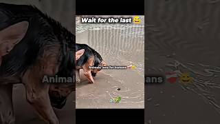 Animals love for humans 😅🇧🇩 #trending #bangladesh #viral #animals #sigma #shorts